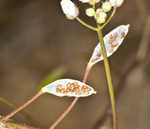 Spring draba